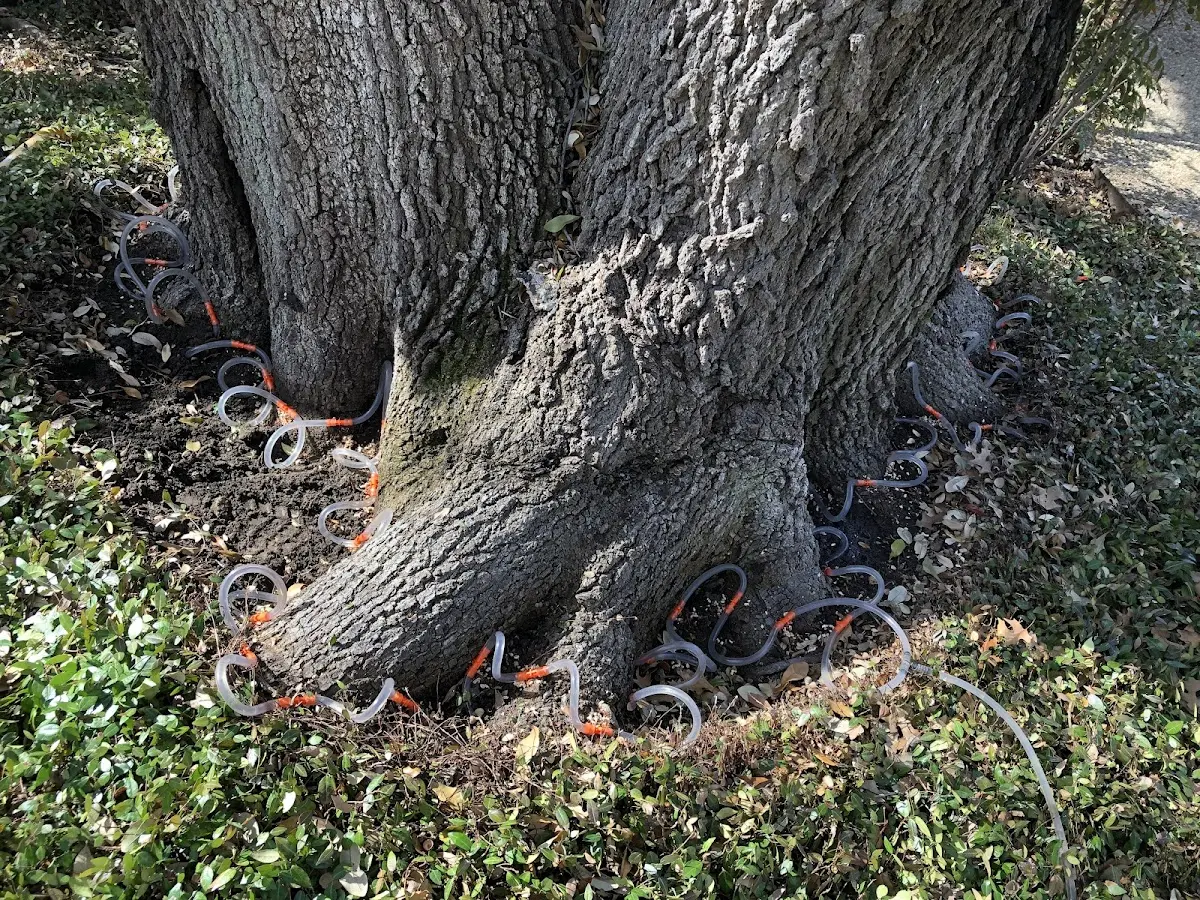Detailed Tree Cabling and Bracing job site in Stillmore